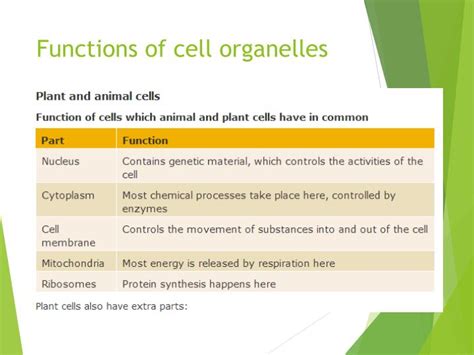 Bbc bitesize 'food chains and food webs' p.1 key terms maze chase. PPT - Plant and animal cells PowerPoint Presentation - ID ...