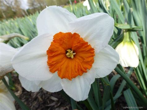 Narcis Narcissus Professor Einstein Květy Květenství Zahrada