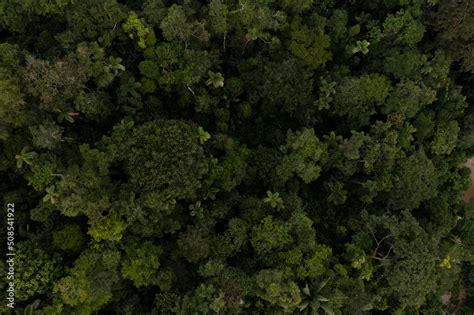 Aerial Top View Of A Tropical Forest Canopy Nature Background Showing