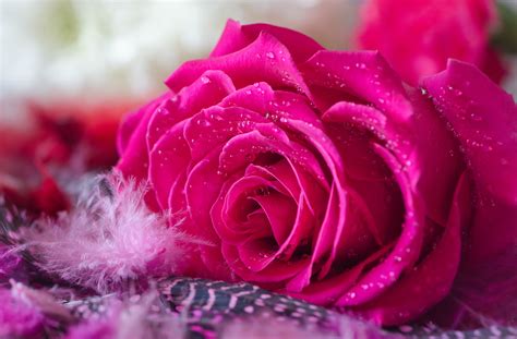 Hot Pink Roses Silentforce Photo 43307984 Fanpop