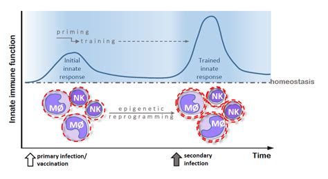 Ijms Free Full Text Infectious Agents As Stimuli Of Trained Innate