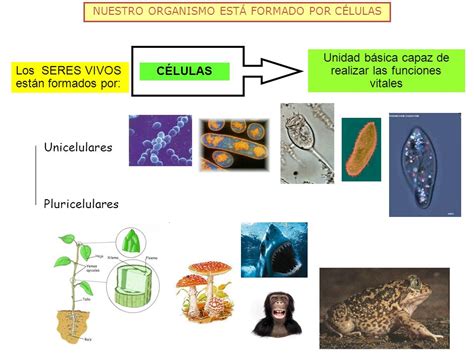 Organismos Unicelulares Y Pluricelulares My English And Science