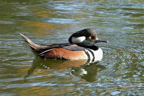 Male Hooded Merganser Photograph By Jerry Griffin Pixels