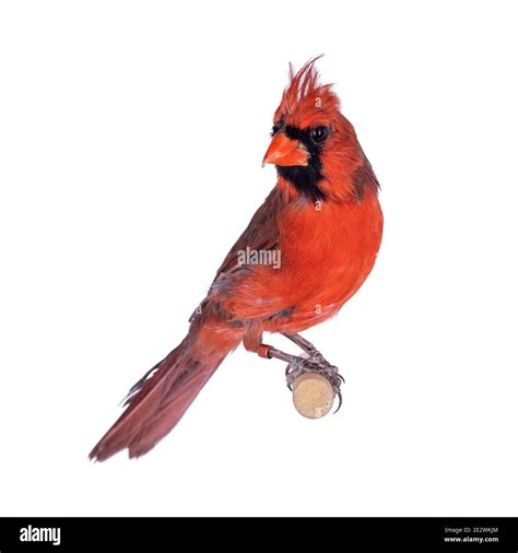 Male Northern Cardinal Aka Cardinalis Cardinalis Bird Sitting On
