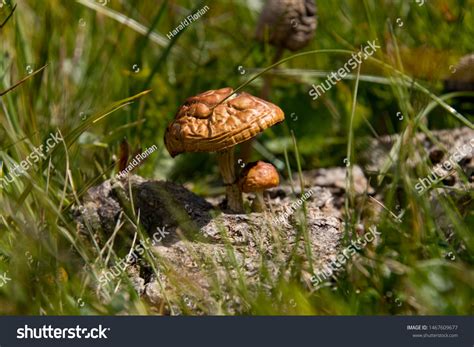 Mushrooms Growing Out Cow Patty Stock Photo 1467609677 Shutterstock