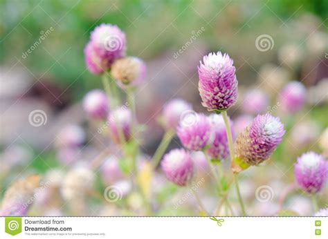 Globe Amaranth Flower Blurred Background Stock Image