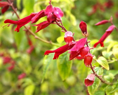 The Gardens Of Petersonville Red Salvia In The Fall