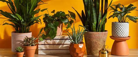 Benefits Of Indoor Plant Hire Artalacarte