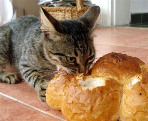 Cat Shaped Bread Cat Breading Also Known As Breading Cats Is A