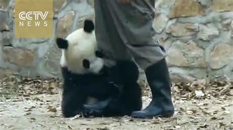 Pandas Addicted To Hugging Youtube