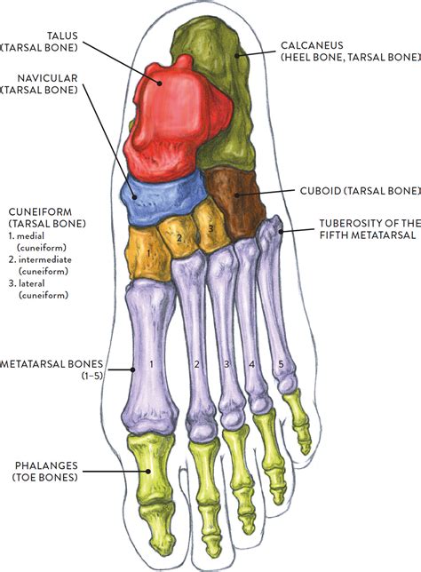 Bones Of The Foot—superior View