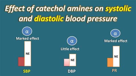 Effect Of Catecholamines On Systolic And Diastolic Blood Pressure Youtube