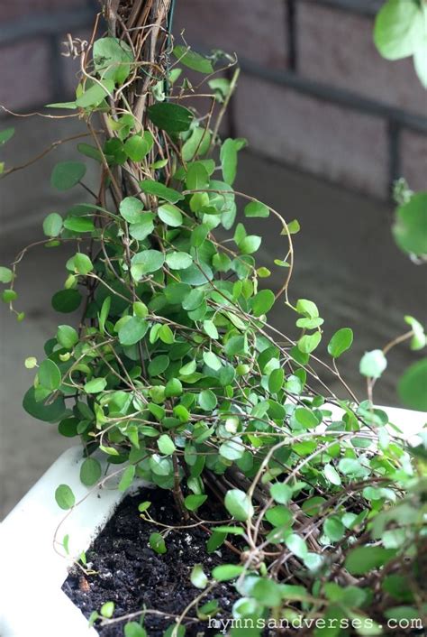 🙂 i keep mine in a much brighter place than your picture shows, and well away from heat sources. How to Make an Angel Vine Topiary | Topiary plants ...