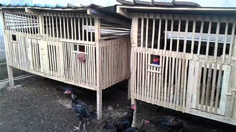 41+ Cara Membuat Kandang Ayam Ukuran Kecil Images | Blog Garuda Cyber