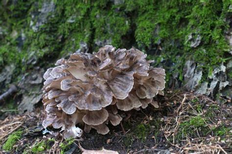 All About The Delicious Hen Of The Woods Mushrooms Maitake How To