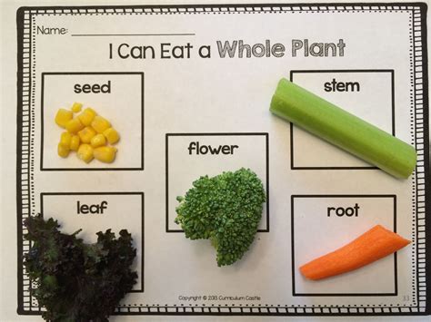 Snack Idea I Can Eat A Whole Plant Activity Learning All About The
