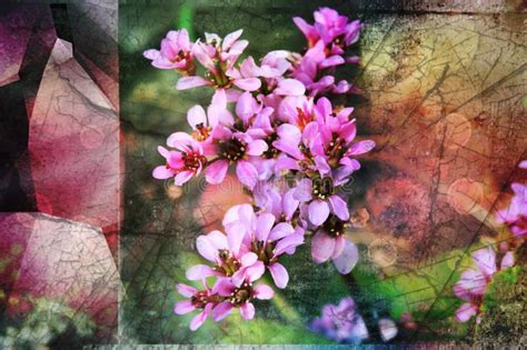 Flower Abstract Photoshop Background Stock Photo Image Of Lilac