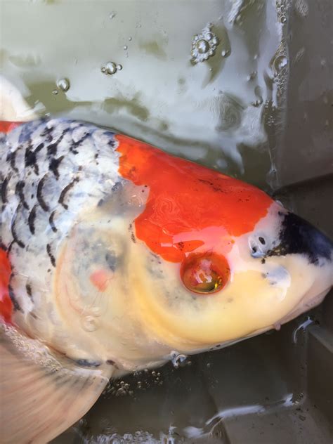 What To Do If Your Pet Fish Has Tumors