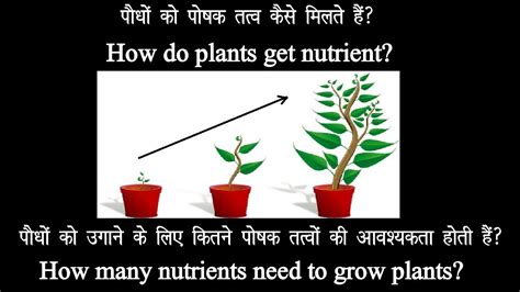 What nutrients do tomatoes need. How do plants get nutrient? ।। How many nutrients need to ...