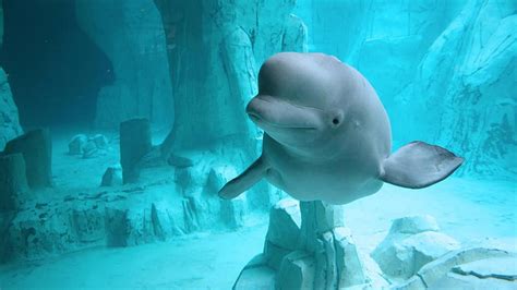 Beluga Whale Underwater Animals Animals Beautiful Cool Beluga Hd