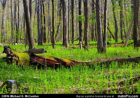Oak Hickory Forest Picture 010 May 16 2016 From Lincoln Township