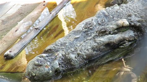 June 2002 Alligator Adventure Acquired Utan 20 Foot Hybrid Crocodile