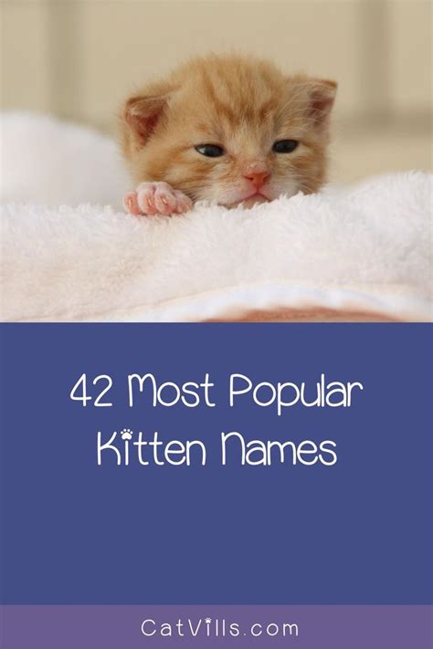 These Are The Top 42 Most Popular Kitten Names Catvills Kitten