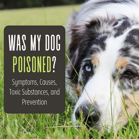 Has My Dog Been Poisoned Causes Symptoms And Toxins Pethelpful