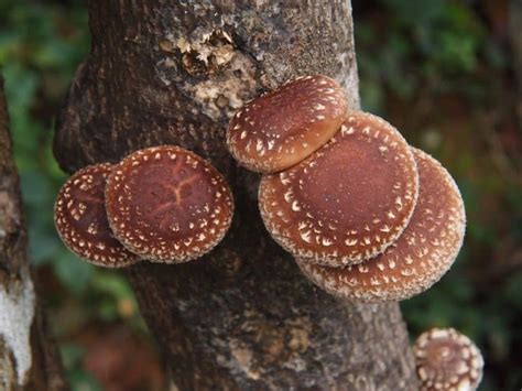 9 Edible Mushrooms That Grow On Wood And You Can Grow At Home