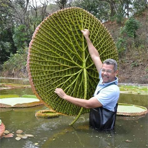 The Underside Of A Giant Water Lily Interestingasfuck