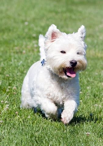 Find puppies for sale in western cape. The Best Dog Parks in Western Massachusetts: Best Off-Leash Dog Parks
