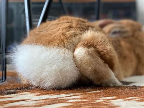 Pin On Bunny Butt Friday