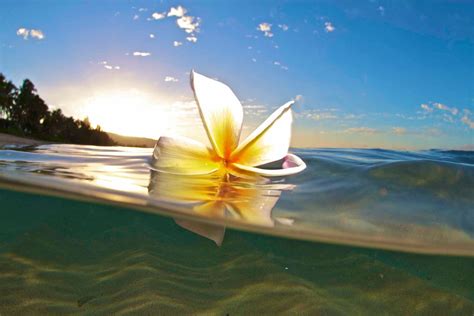 Hawaiian Water Plumeria Danceunderwater Flower Photographywhite N
