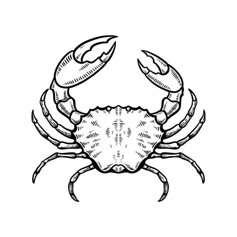 Crab Hand Drawn Vector Illustration 2245768 Vector Art At Vecteezy