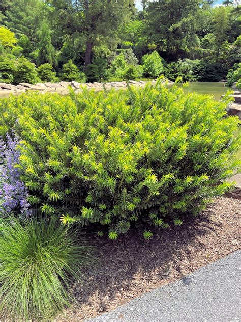 Buy Dukes Garden Plum Yew Plants Online Stadler Nurseries