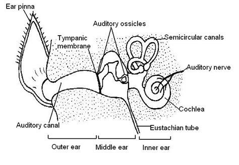 Diagram Label Ear Diagram Quiz Mydiagramonline