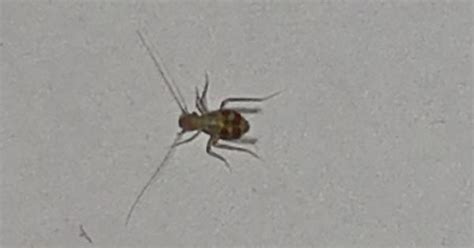Hi Can You Please Help Me Identify This Little Bug Imgur