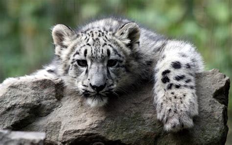 Cute White Tiger Cubs Wallpapers