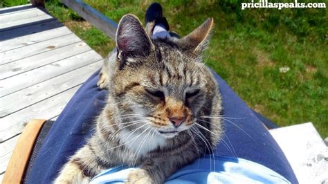 The Maaaaa Of Pricilla Farm Cat Friday A Special Message From The