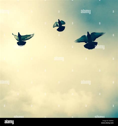 Three Pigeons Flying Stock Photo Alamy