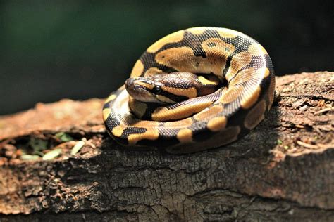 Check spelling or type a new query. How to Care for your Ball Python - Allan's Pet Center