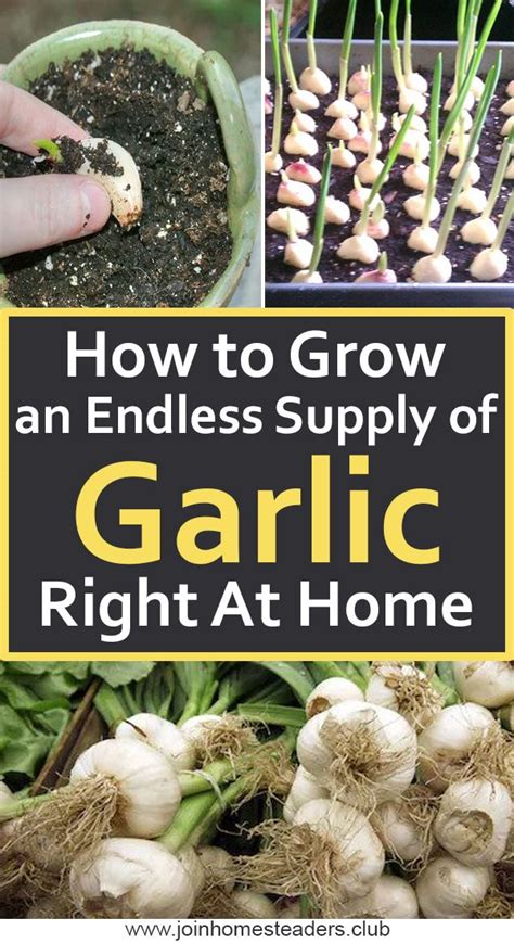 Heres How To Grow An Endless Supply Of Garlic Right At Home Growing
