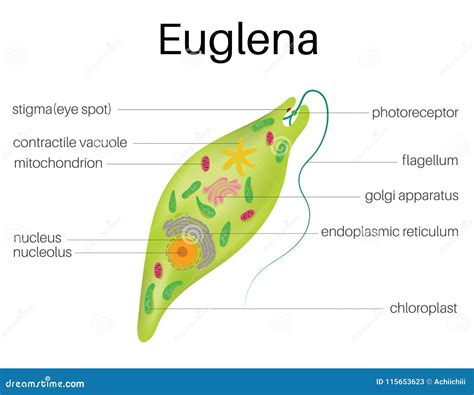 The Structure And Diagram Of Euglena Stock Vector Illustration Of