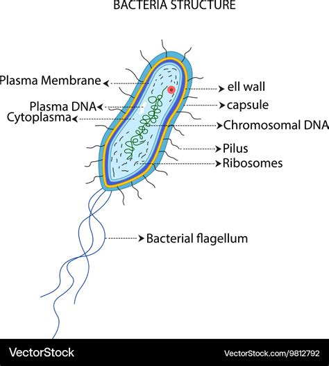 Structure Of A Bacterial Cell Cartoon Royalty Free Vector