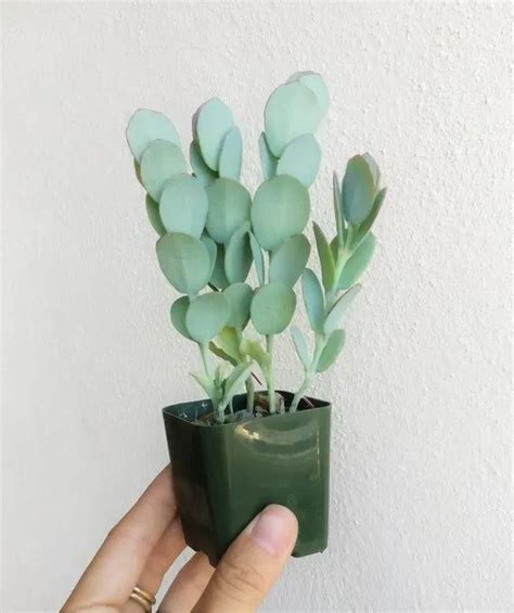 Kalanchoe pumila is a dwarf flowering succulent that belongs to the crassulaceae family. 50 best indoor plants that don't need sunlight 1 | Tall ...