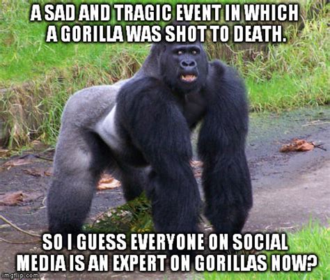 Gorilla Imgflip