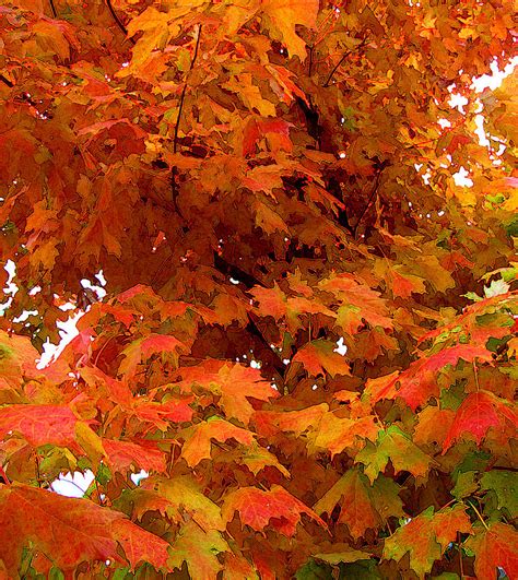 Orange Maple Leaves Aepd 2 Photograph By Lyle Crump Fine Art America