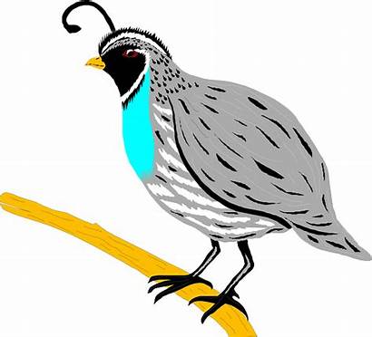 Quail Clipart Bird Illustration