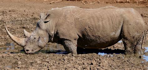 Black Rhinos And White Rhinos Counts Covid And Conservation