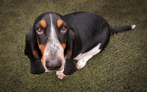 Download Wallpapers Basset Hounds Close Up Cute Animals Pets Dogs